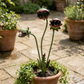 🔥Free Shipping & 50% OFF🪴Whimsical Metal Carnivorous Plant Garden Stake